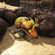 Illustration for article titled Poop: The Most Important Thing In Ark: Survival Evolved